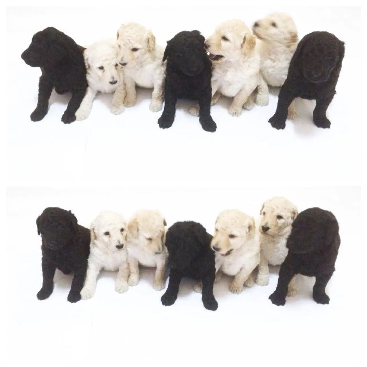 Poodle Gigante - Foto 2