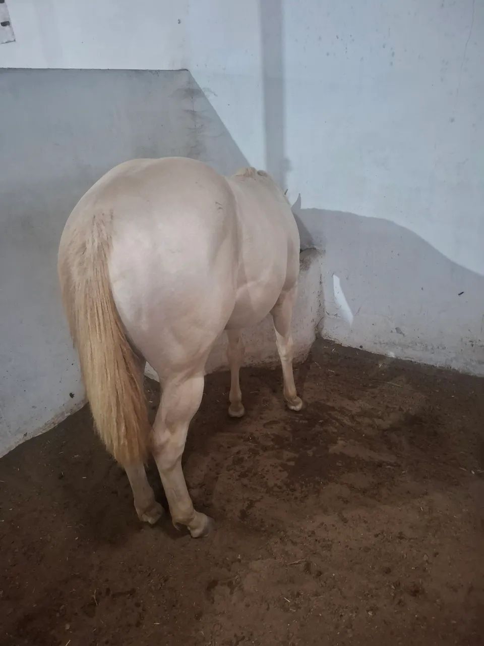 Potra cremelo com 1 ano e 10 meses