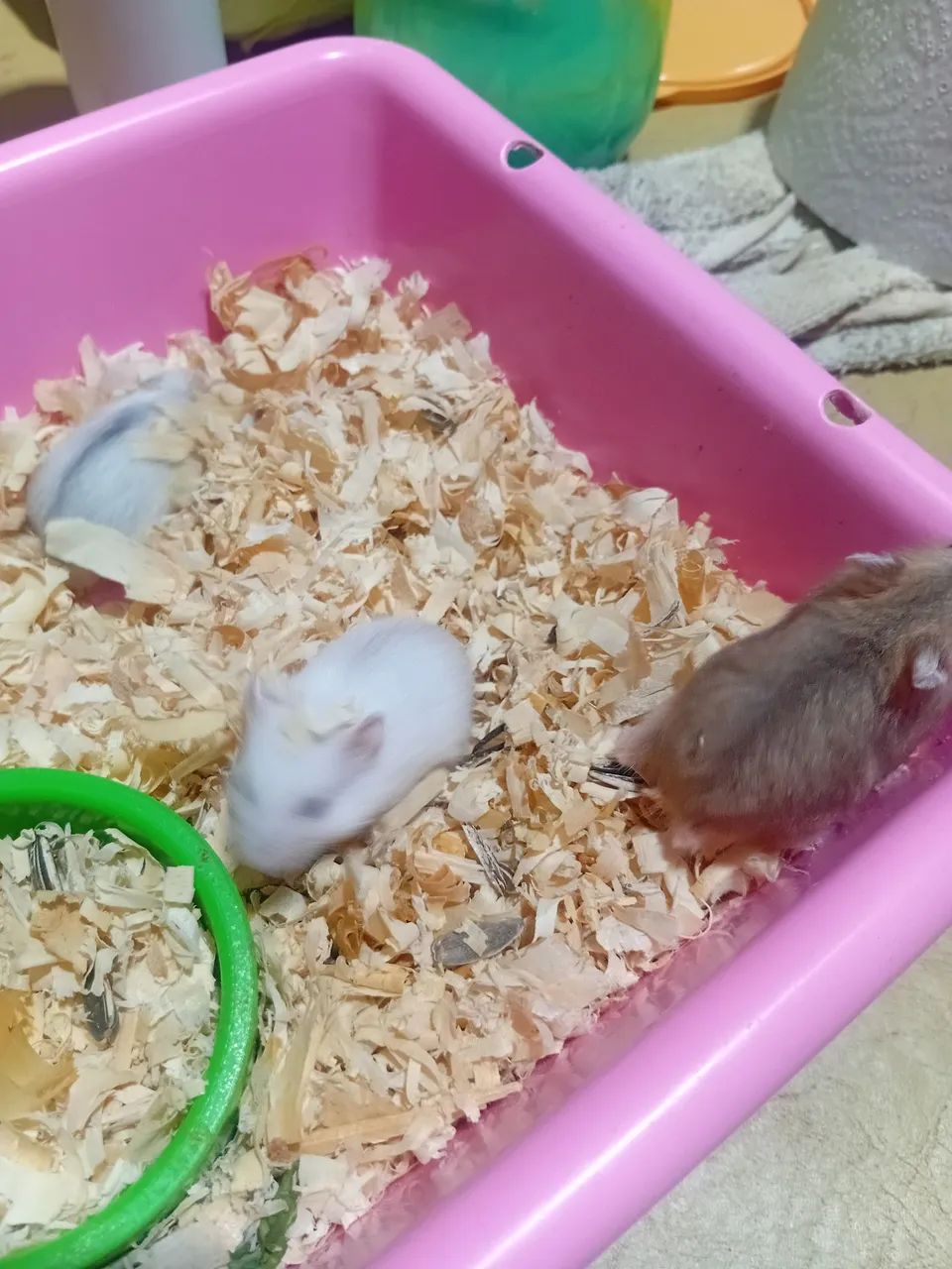Filhotes de hamster anão russo