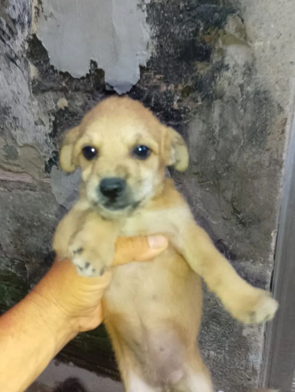 Doação de cachorrinhos  - Foto 5