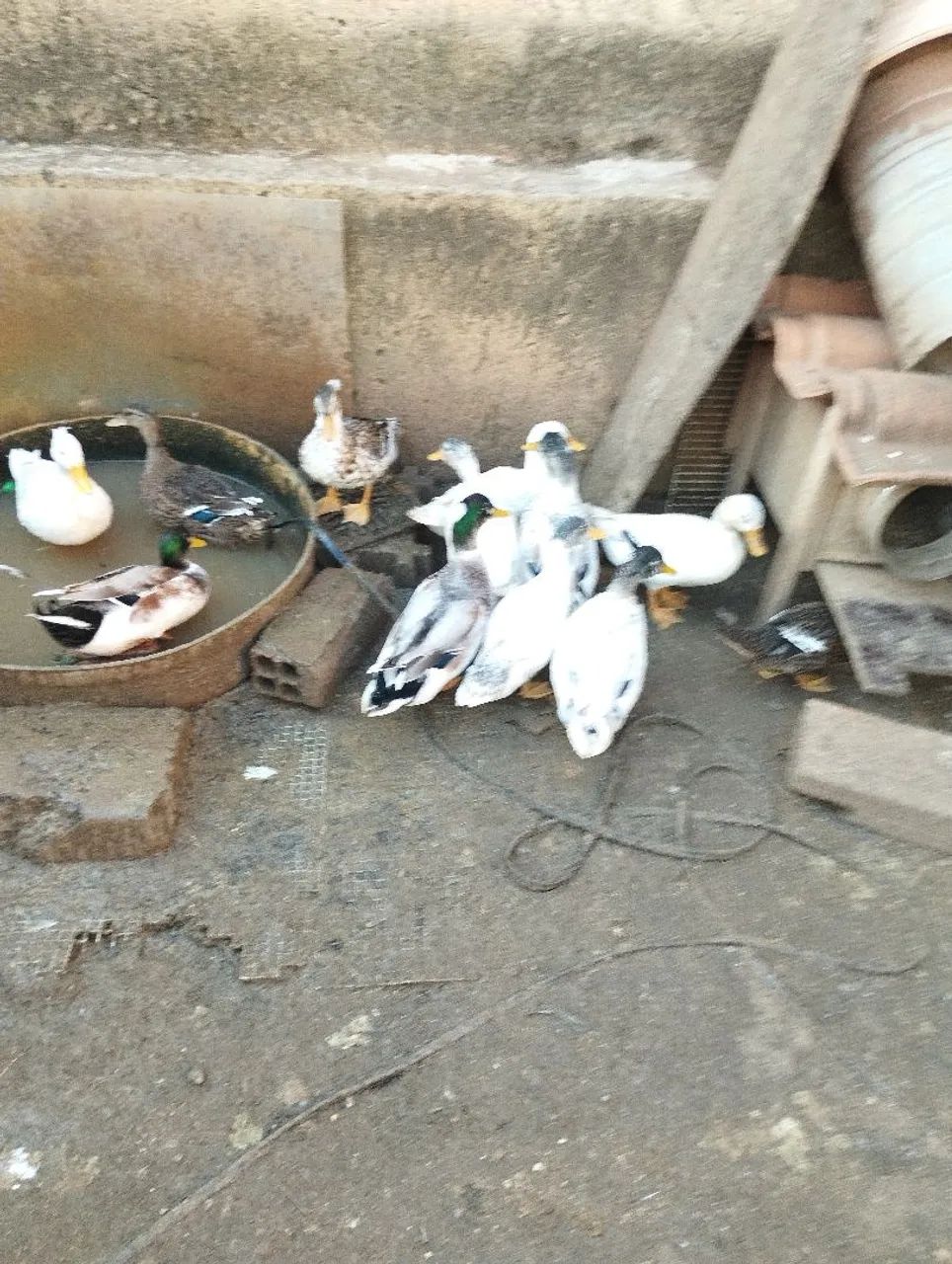 Marrecos Mallard  - Foto 4