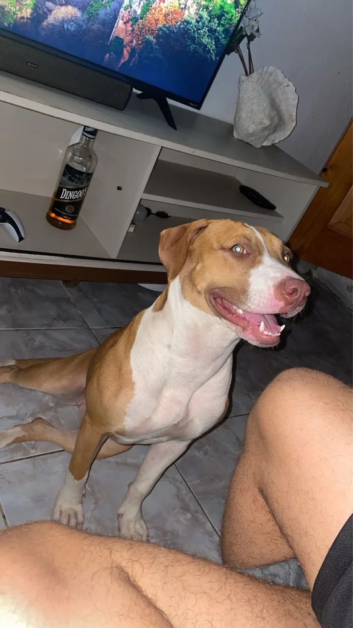 Pitbull Monster  - Foto 3