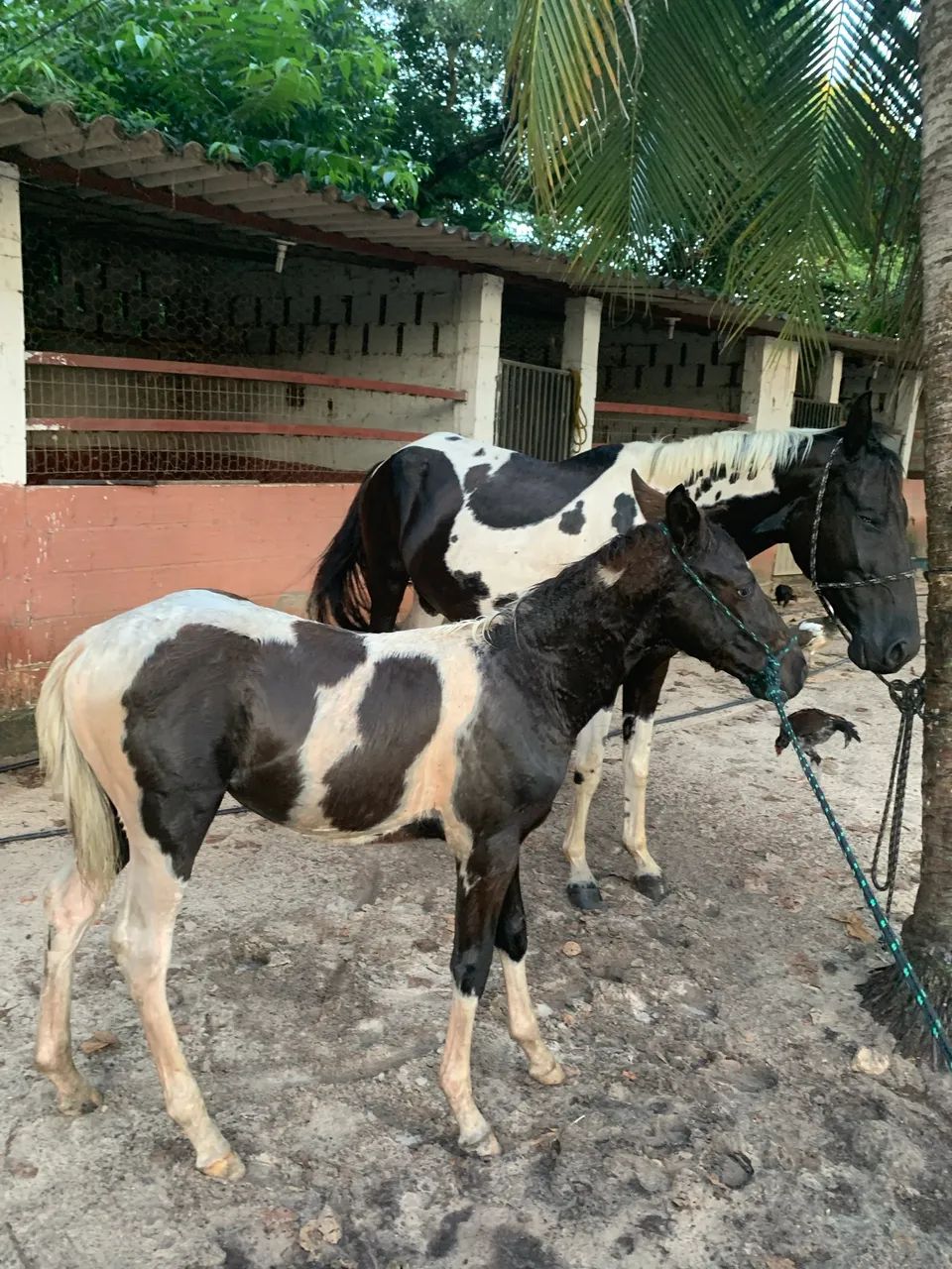 Potro a venda muito lindo 