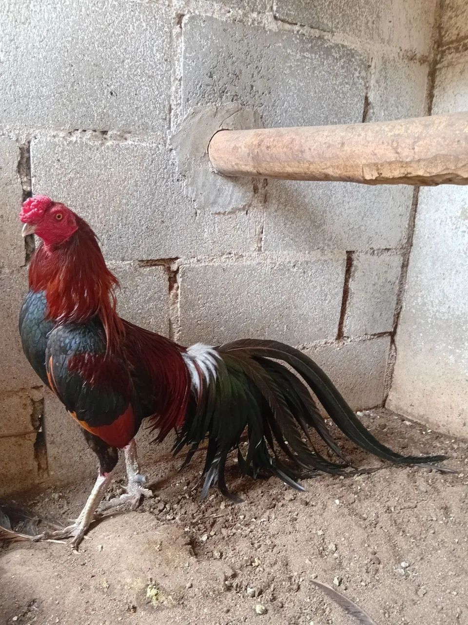Casal fenix com indio.  - Foto 3