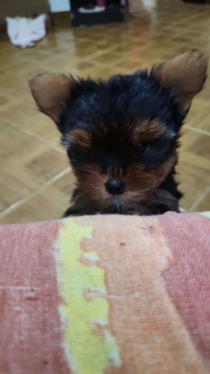 Yorkshire Terrier Puros - Foto 2
