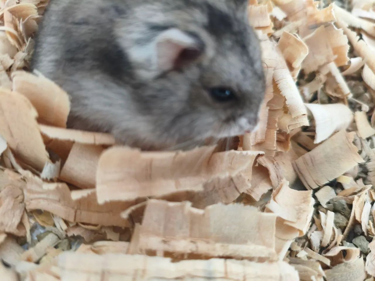 Hamster  - Foto 5