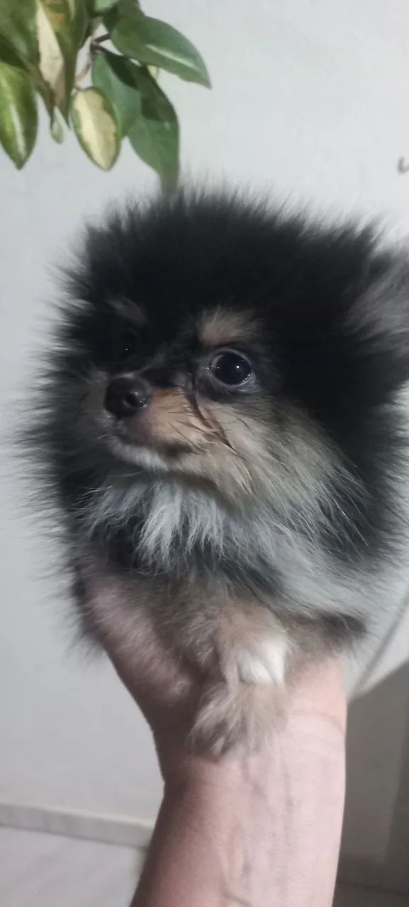 Spitz alemão macho - Foto 2