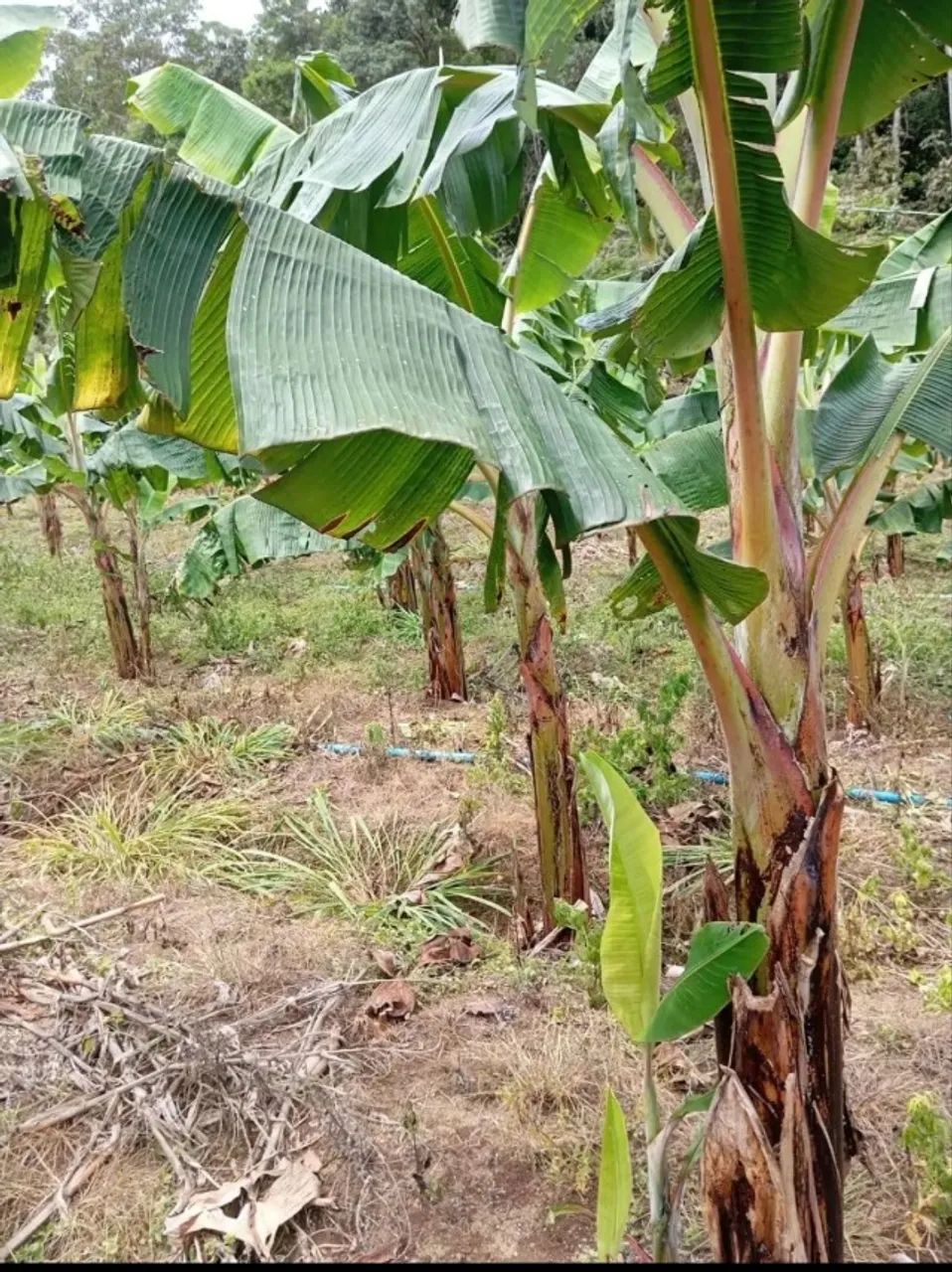 Chácara Um paraíso na terra  - Foto 4