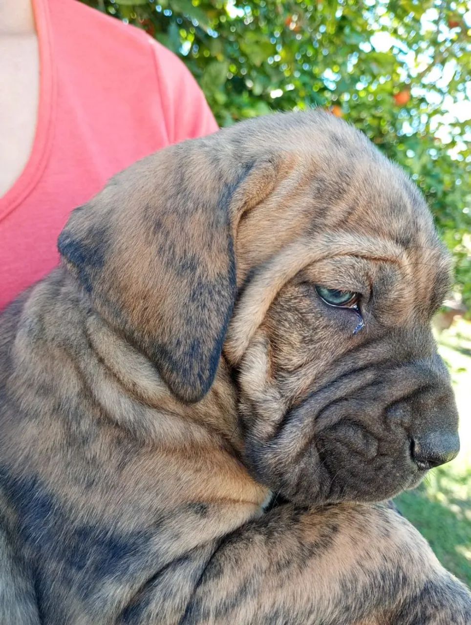 Fila Brasileiro  - Foto 4