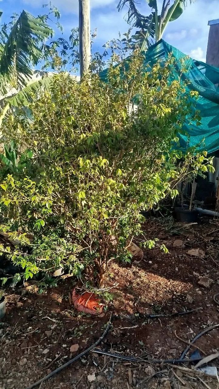 Muda de jabuticaba híbrida  - Foto 2