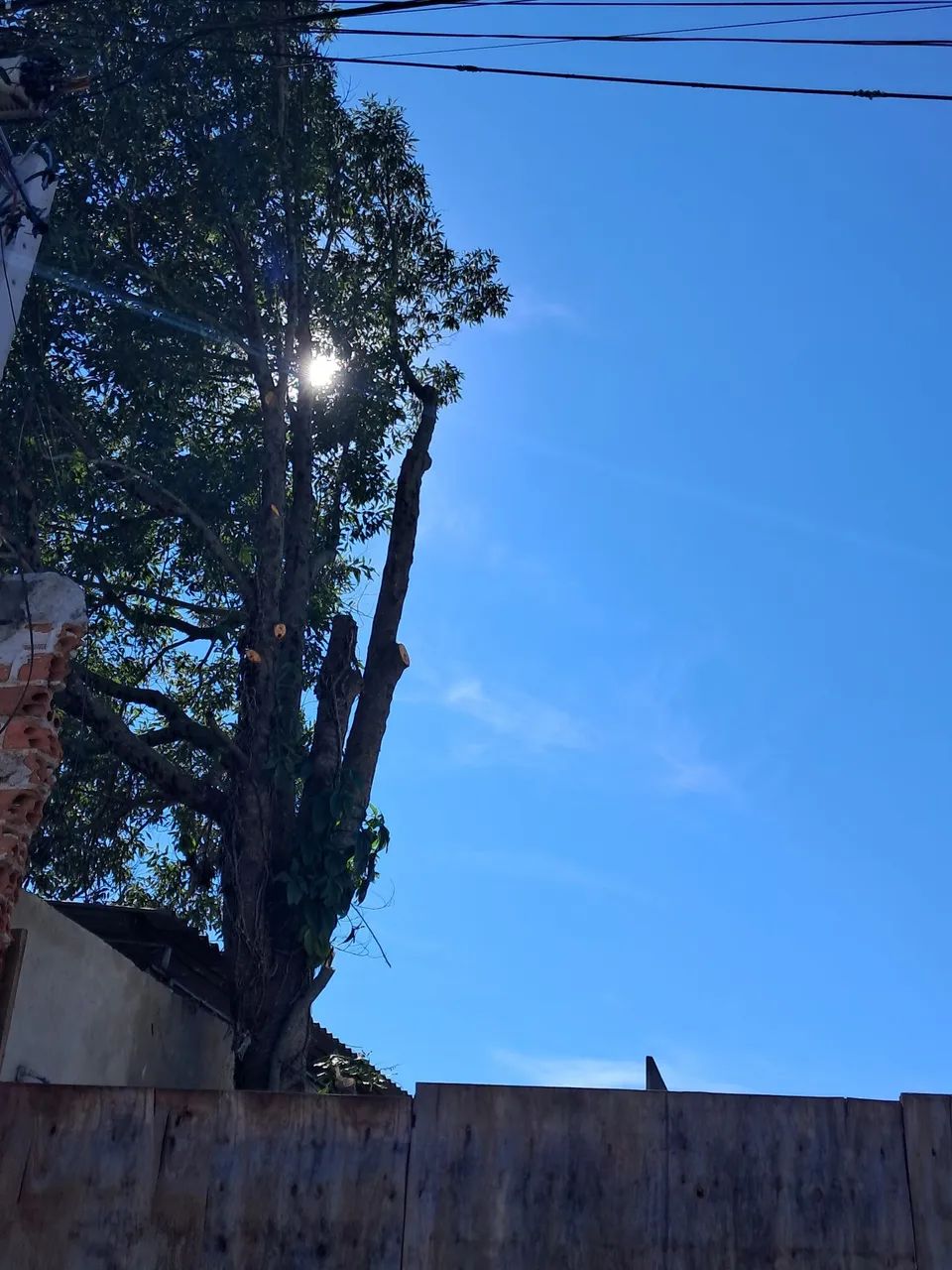 Corte e poda de árvores  - Foto 3