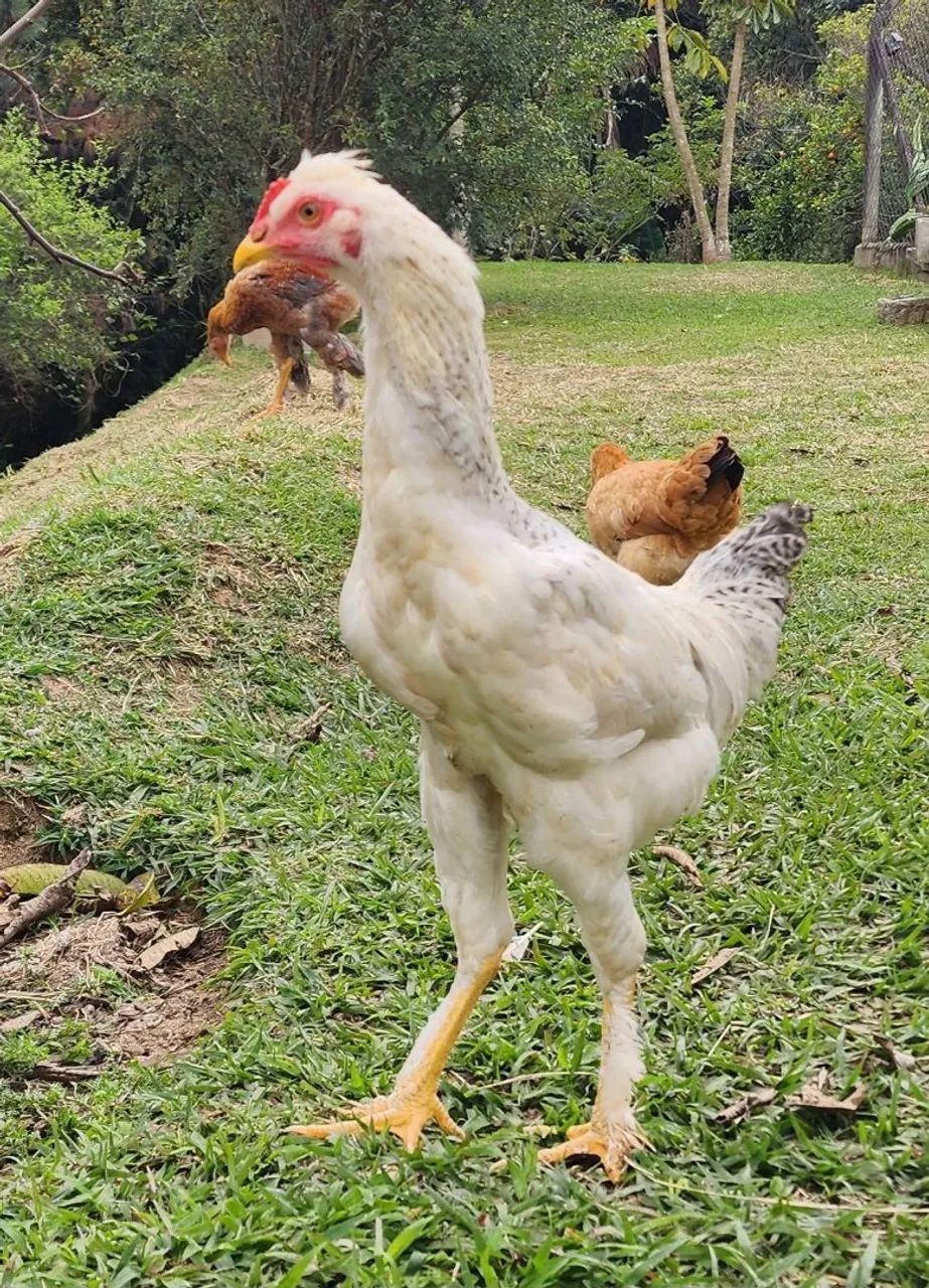 Frangos mestiço brahma - Foto 4