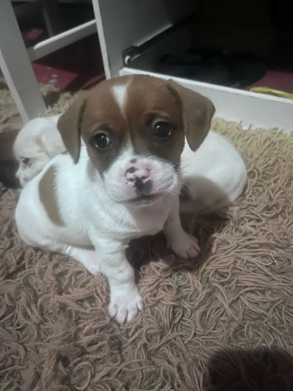 cachorrinhos pra doação ? - Foto 4