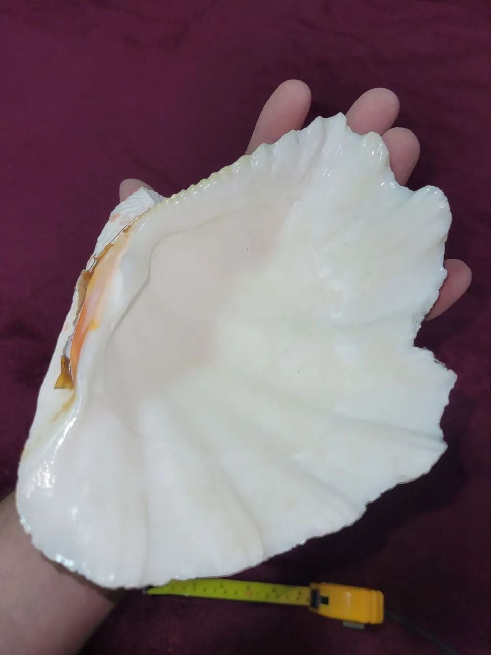 Conchas Hippopus hippopus grande com uma ponta quebrada - Foto 4