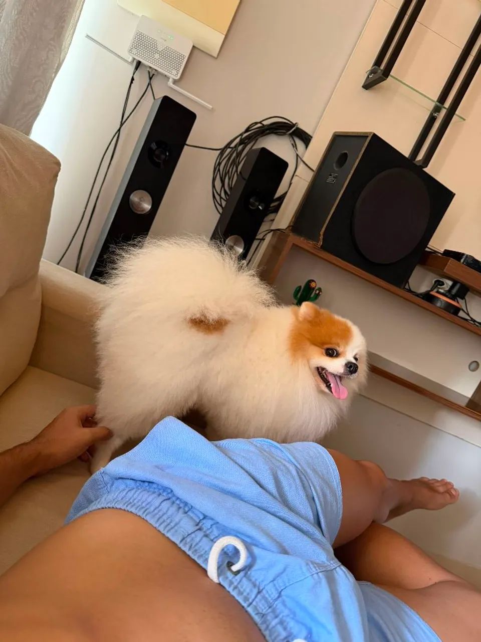 Spitz alemão macho  - Foto 2