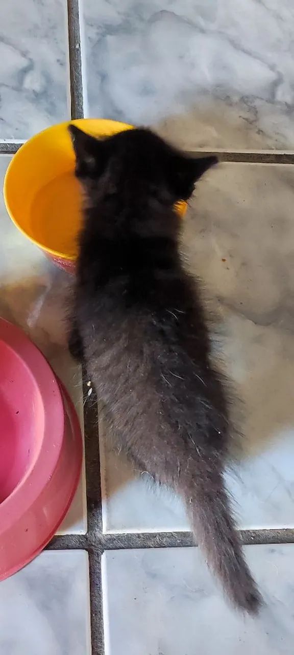 Gatinha fêmea pra adoção  - Foto 3