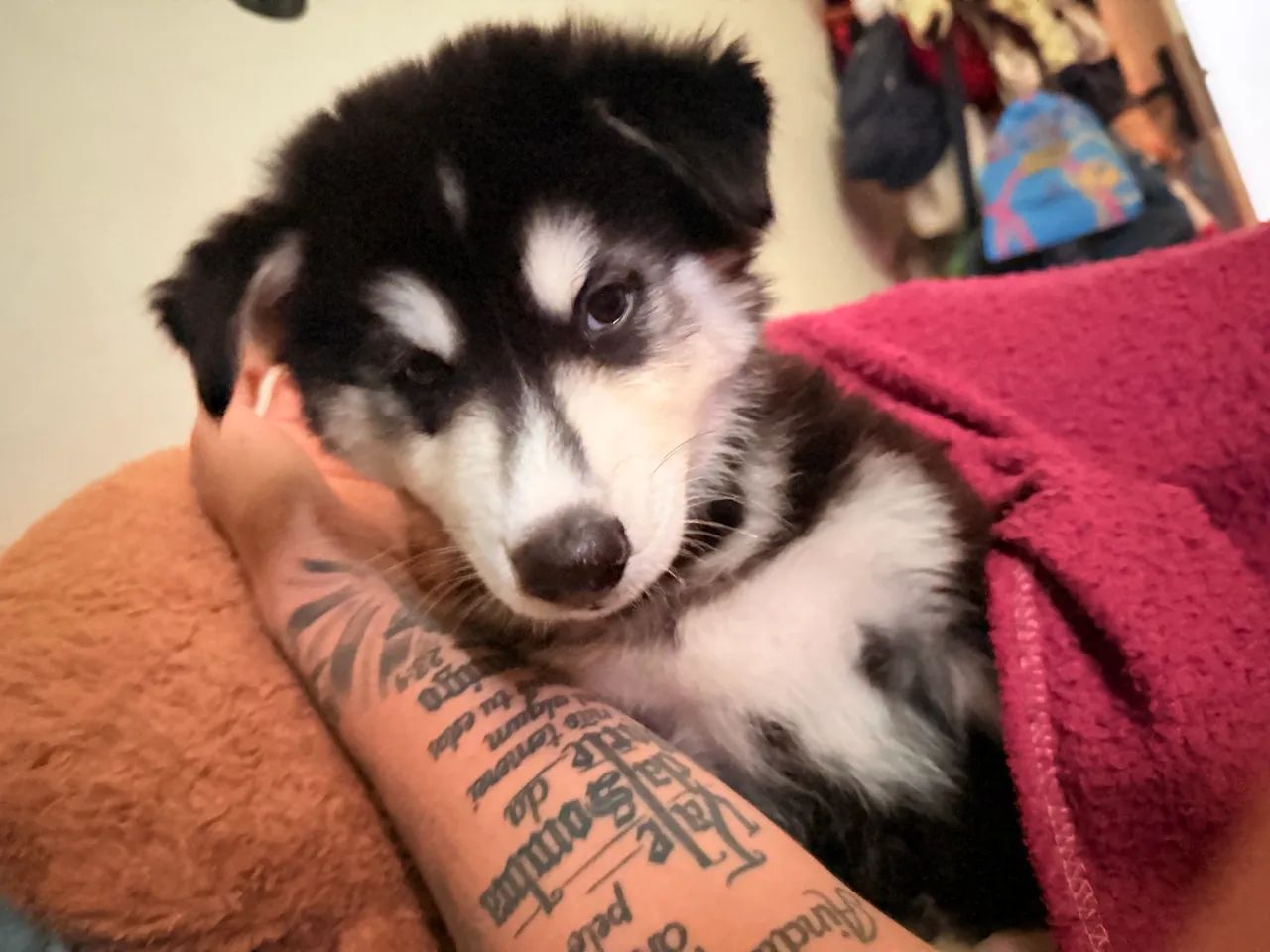 Husky Siberiano - Foto 3