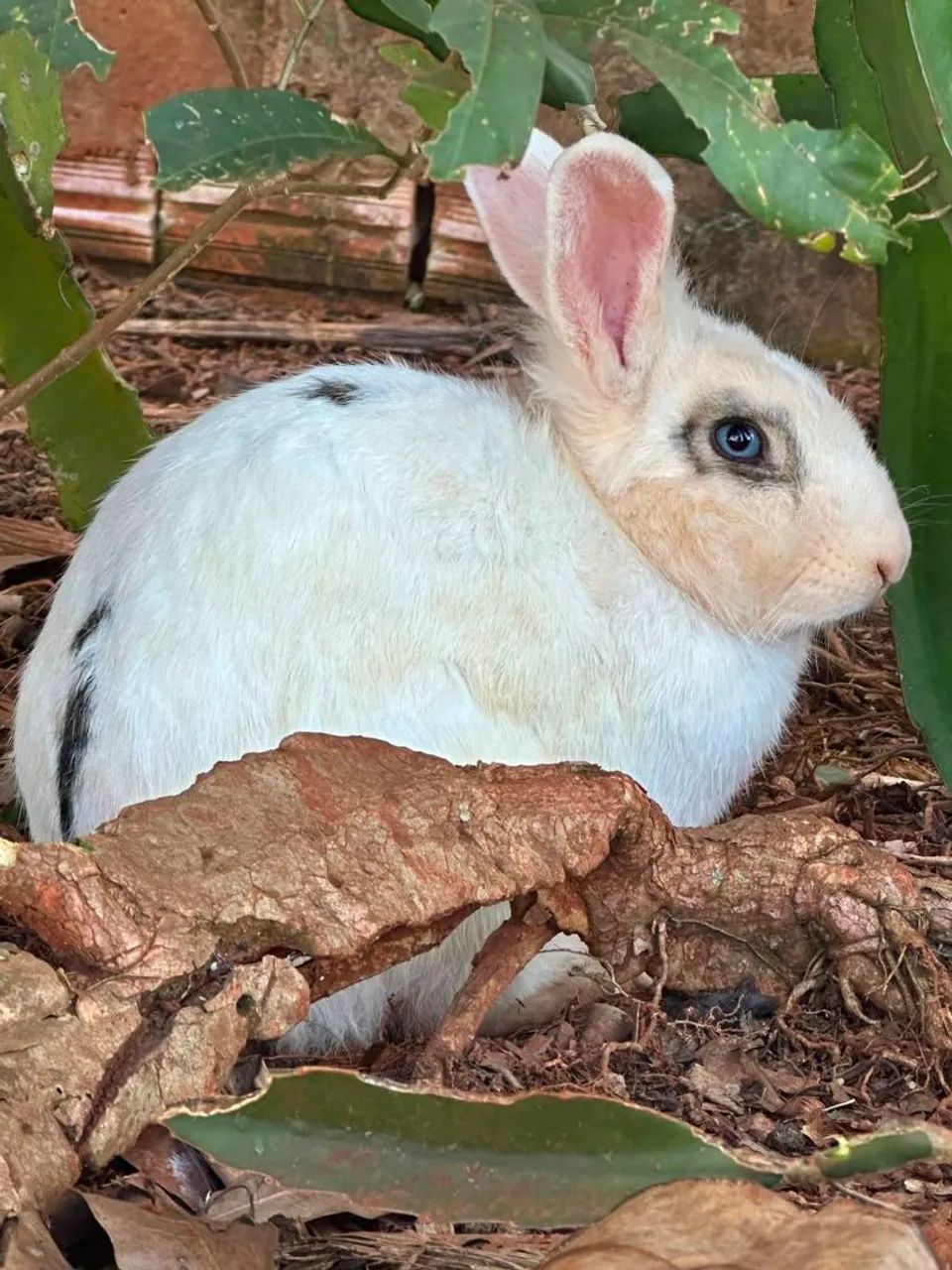 Coelhos  - Foto 2