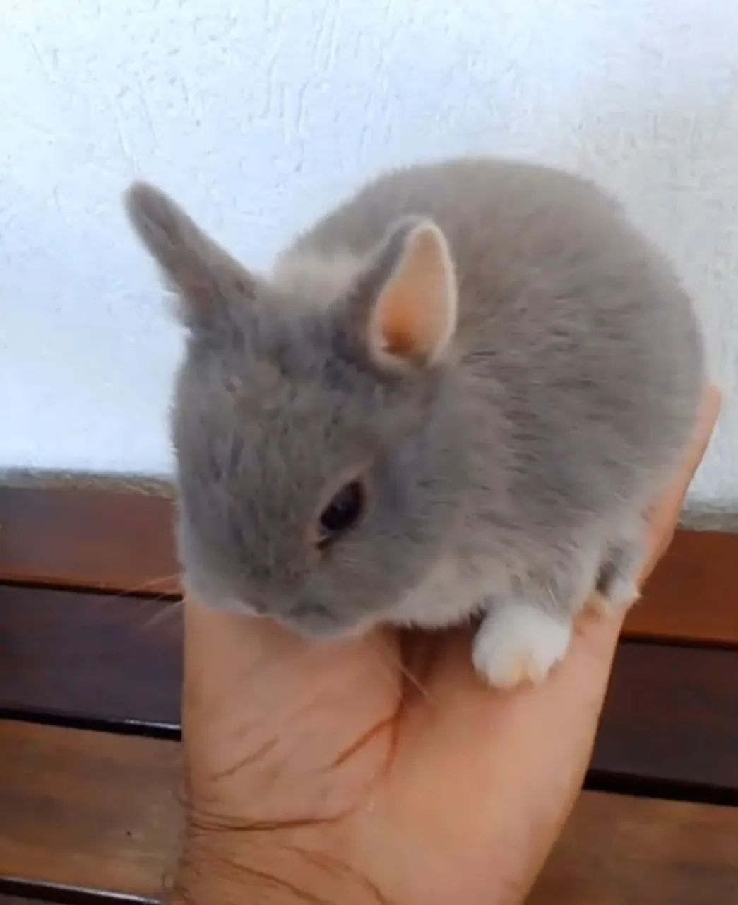 Coelho Netherland Dwarf Variados Valores  - Foto 4