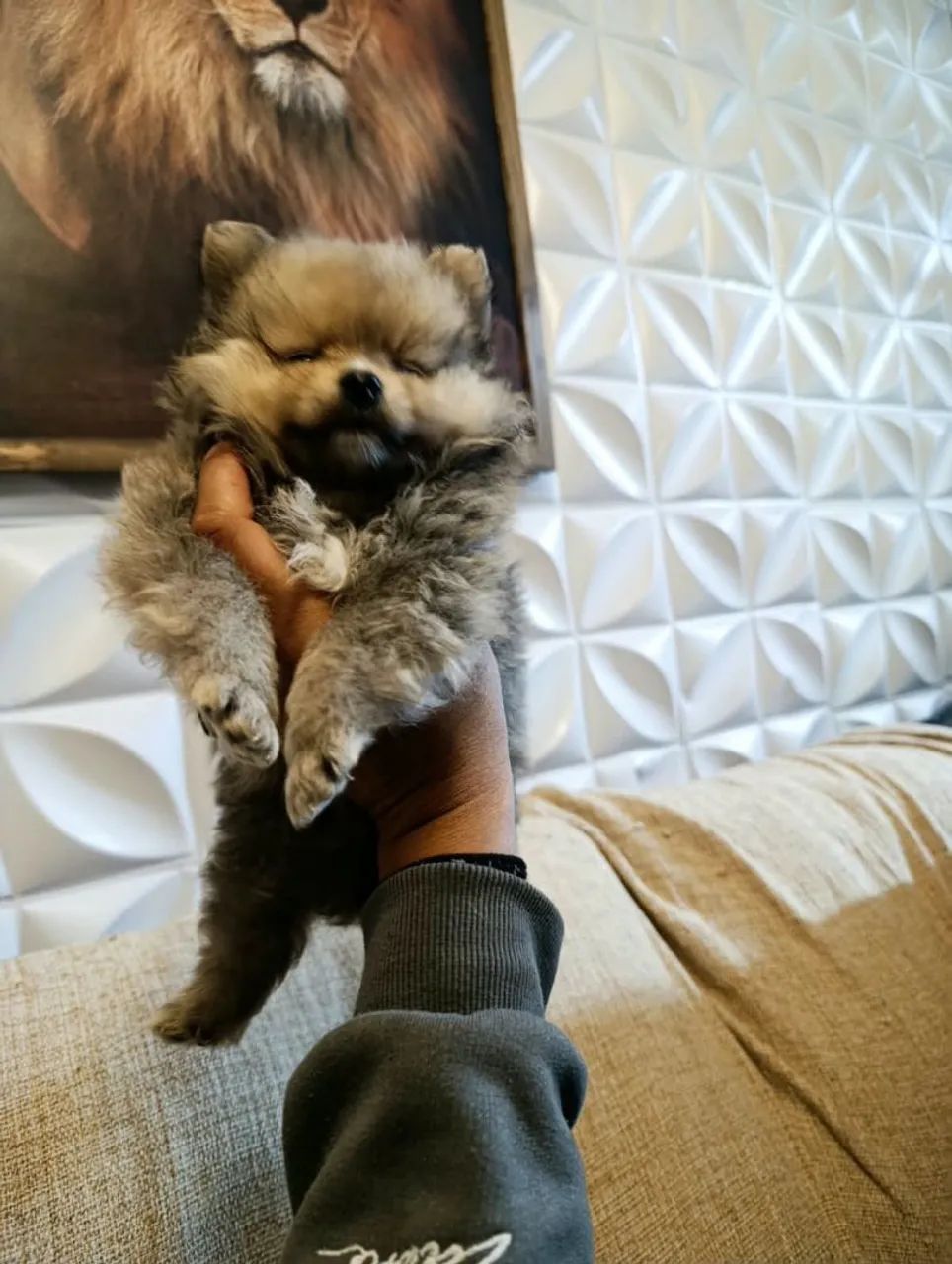 Lulu Pomerânia anão  - Foto 2