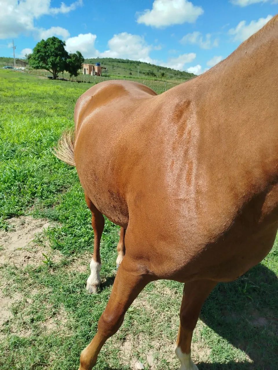 Vende-se ou troca em caeneiro