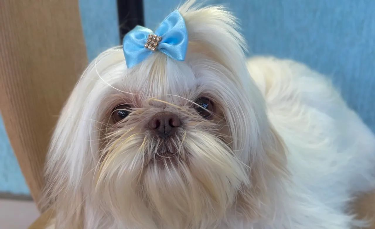 Shihtzu macho para cruzar  - Foto 5