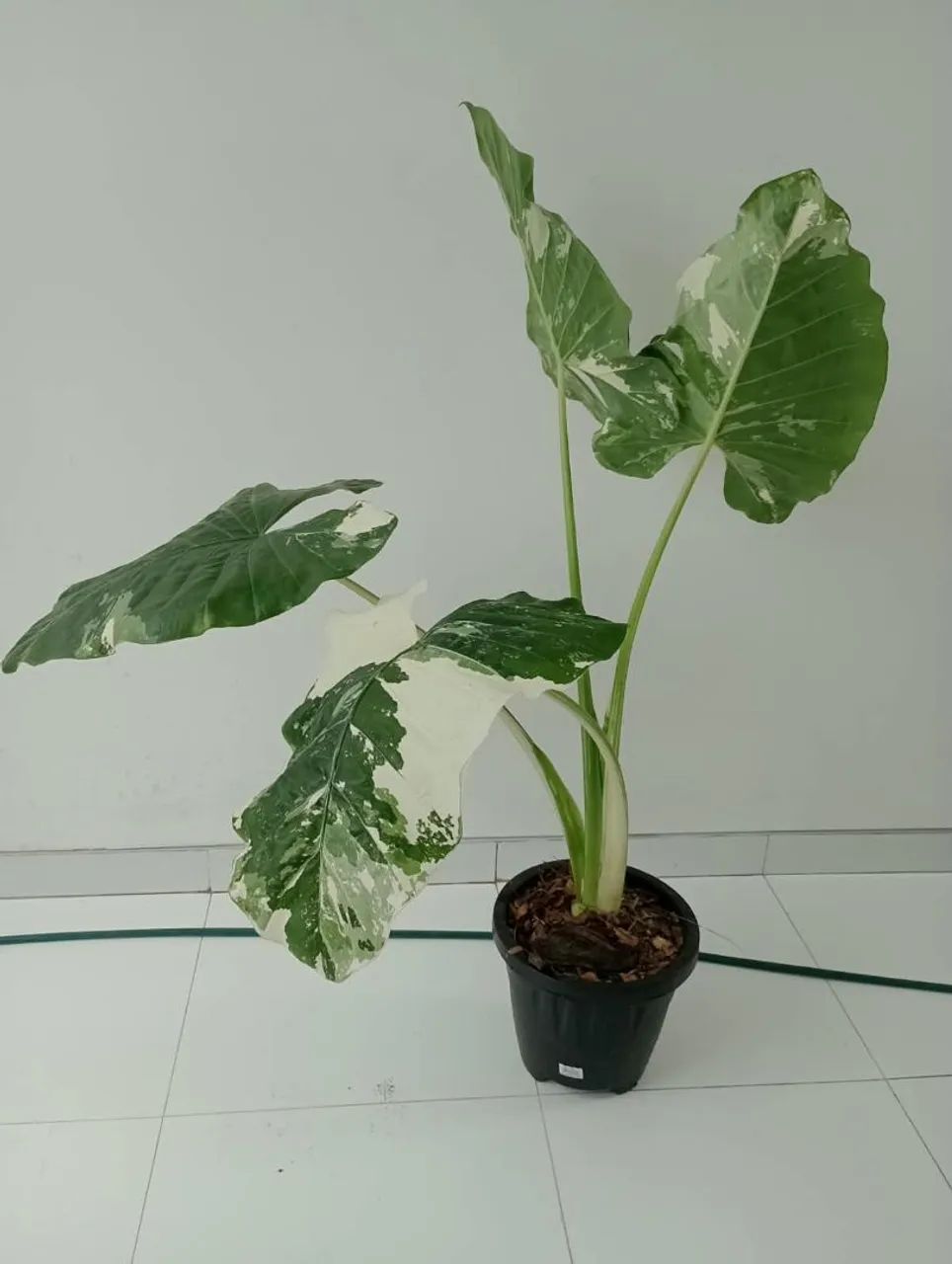 Plantas para casa  - Foto 3