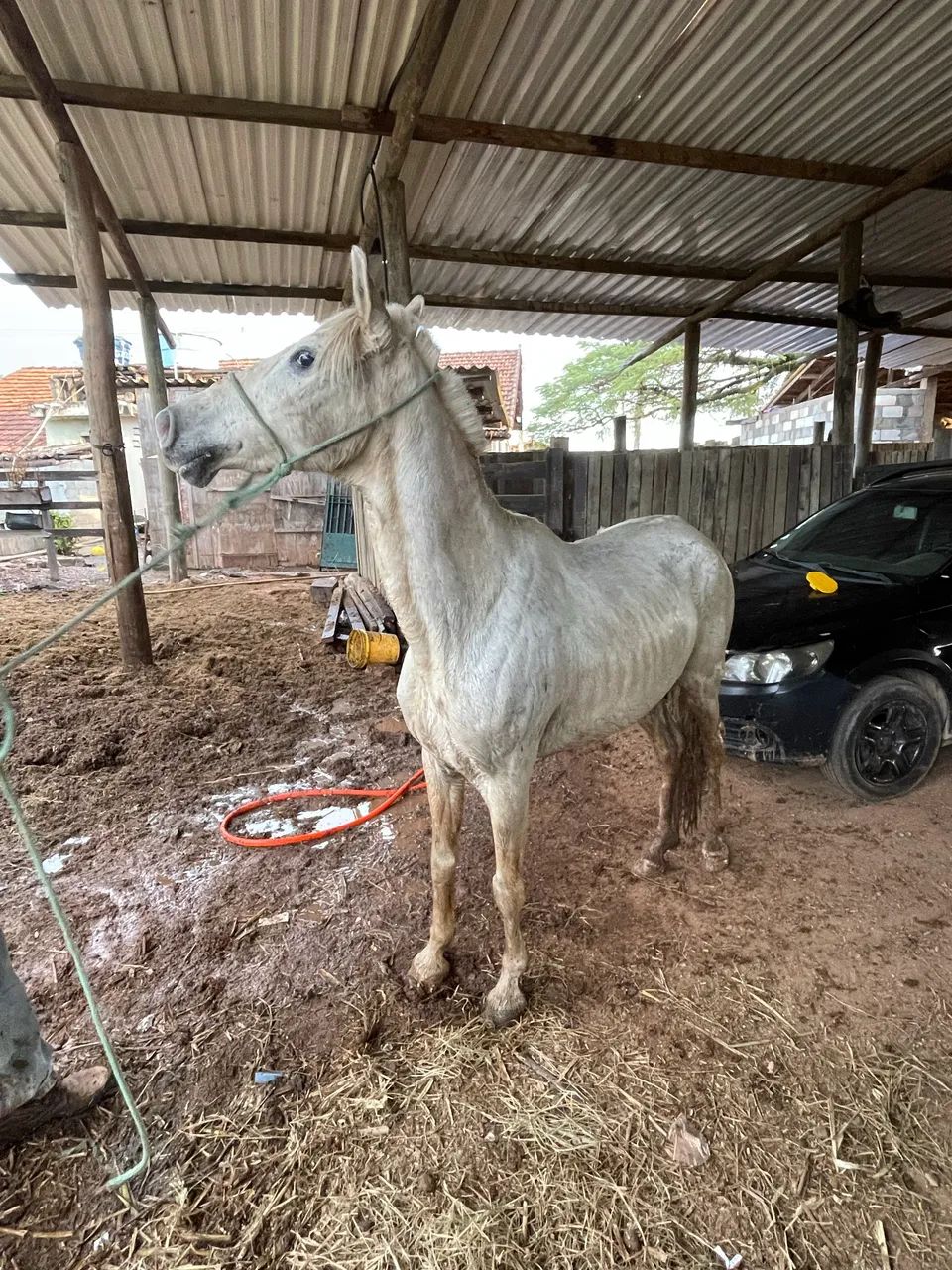 Égua  - Foto 2