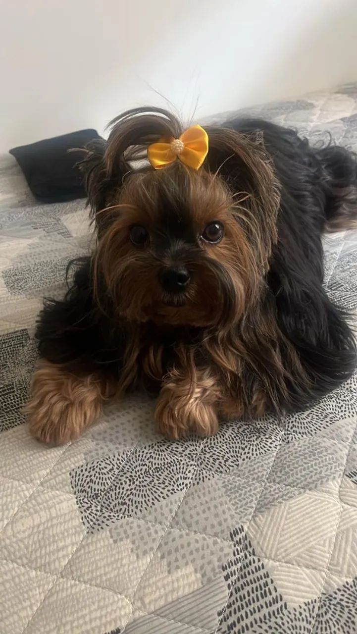 Belos filhotes de Yorkshire Micros  com procedência  - Foto 2