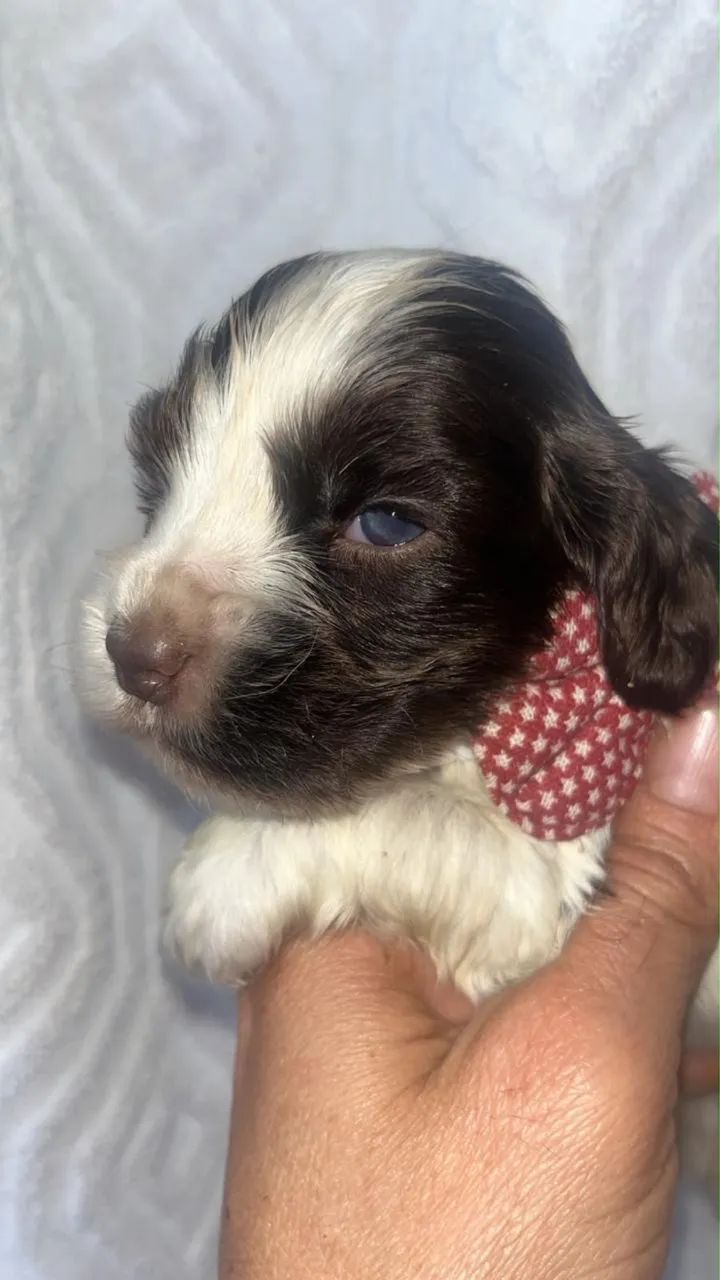 Cocker Spaniel inglês  - Foto 4