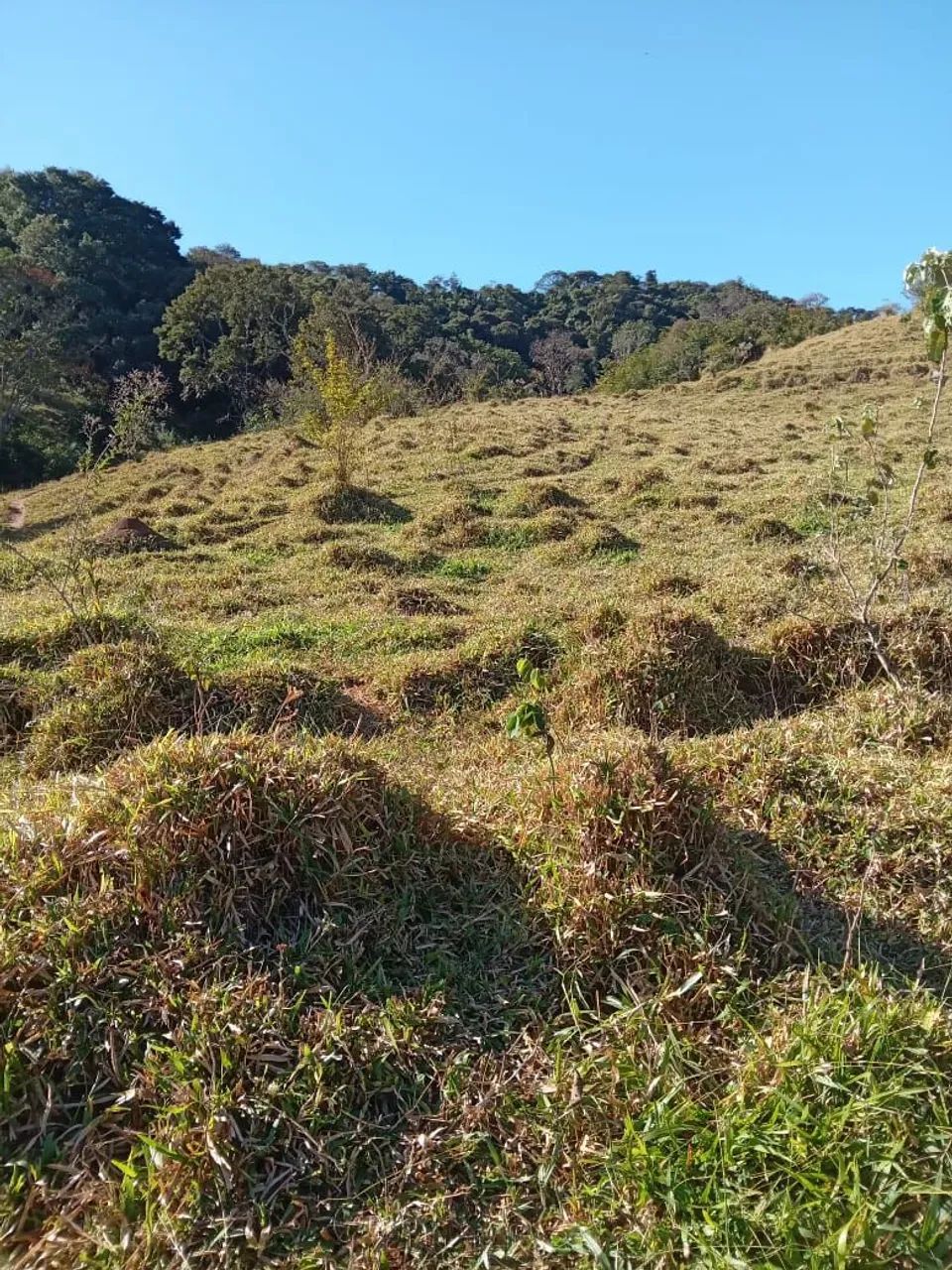 Fazenda de 10 alqueires em Oliveira - MG - Foto 4