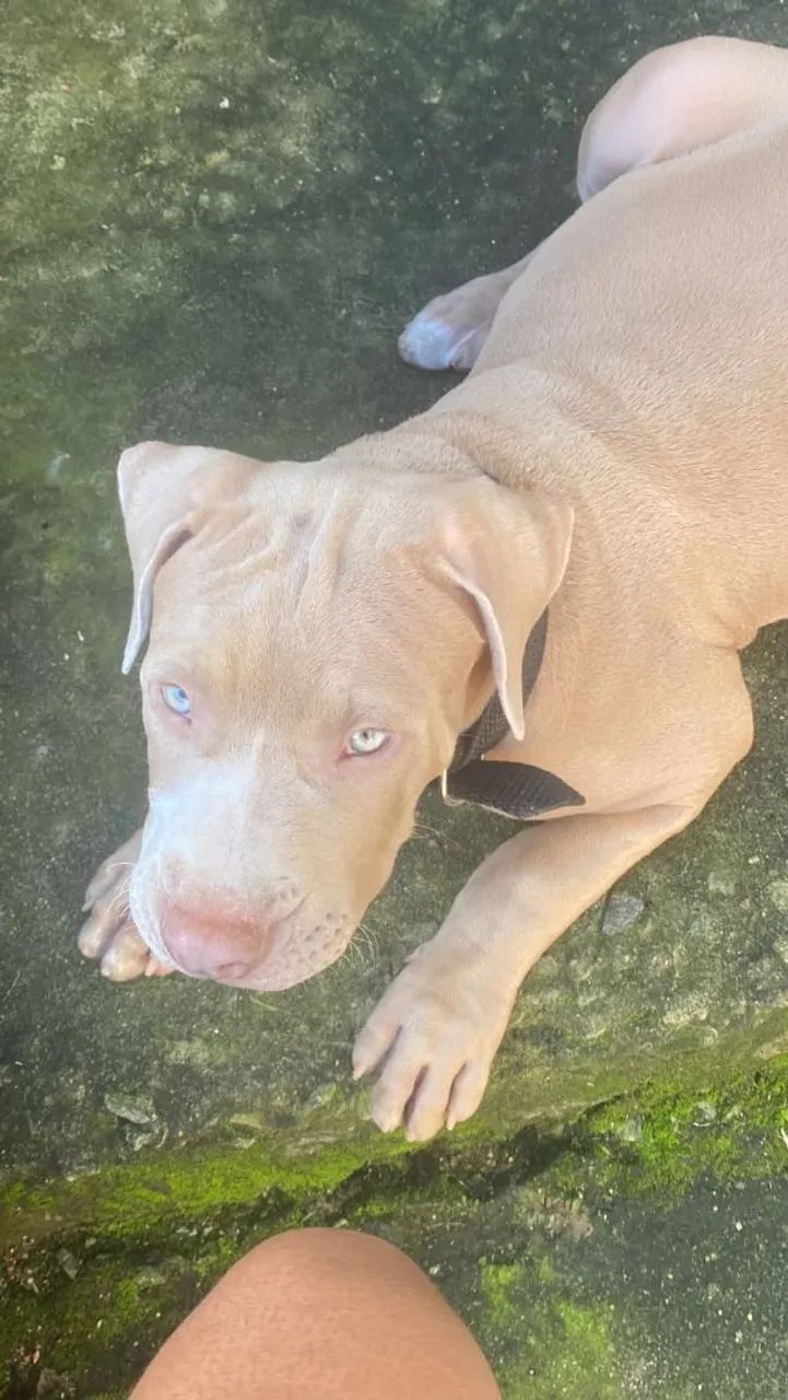 Cachorro  - Foto 2