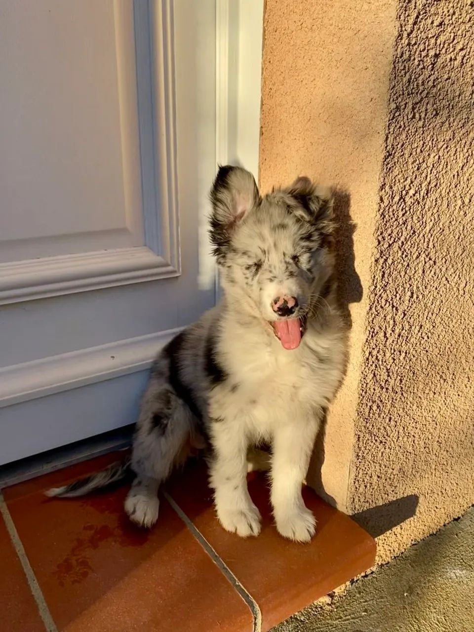 Border Collie Filhotes  - Foto 2