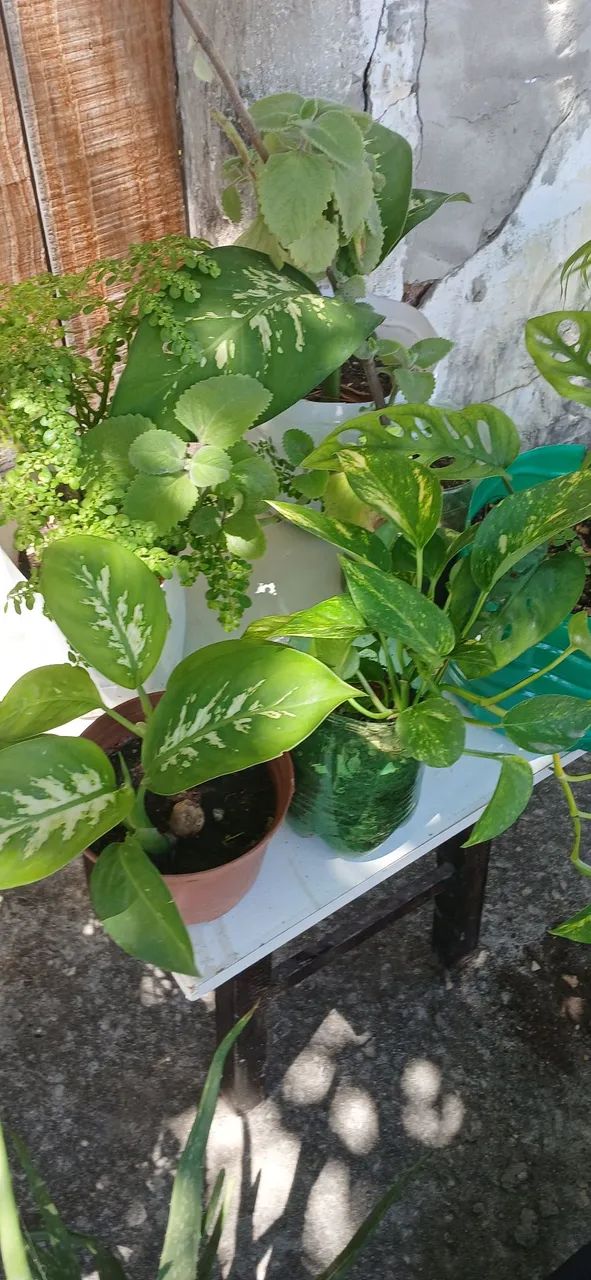 Plantas 