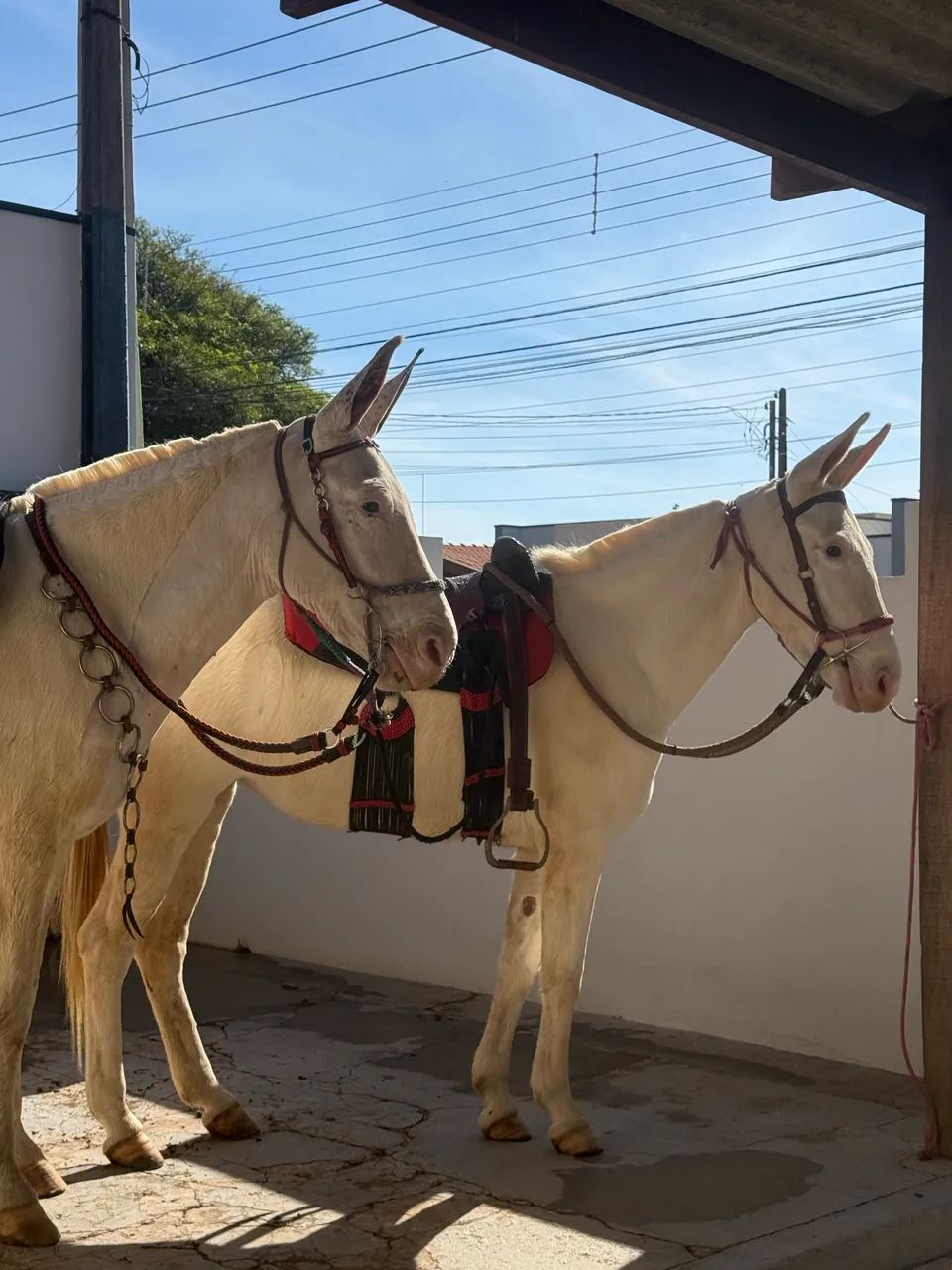 Mulas de patrão  - Foto 2
