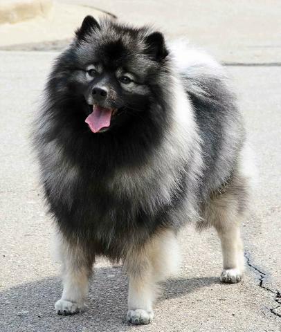 Você só encontra no canil PS a raça Keeshond