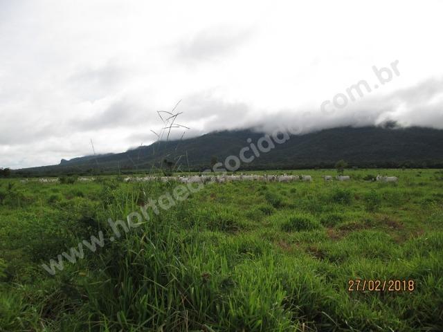 Fazenda com 881 hectares em Corumbá-MS para agricultura e pecuária - Foto 6