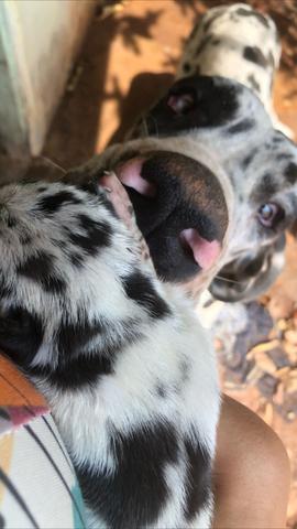 Filhote Dogue Alemão - Foto 5