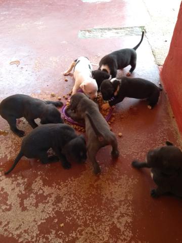 Filhotes de American Bully - Foto 2