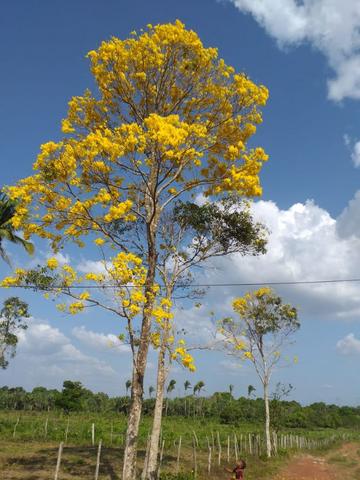 Fazenda Santa Rita BR 135 KM 64