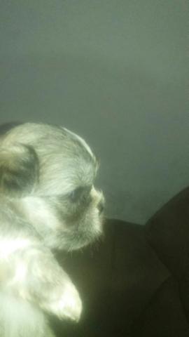 Venda de cachorro filhote com a primeira doze de vermifugo - Foto 4
