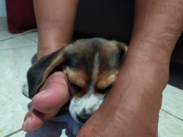 Filhote Beagle fêmea 1 mês e 45 dias - Foto 4