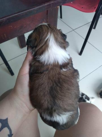 Cachorrinha - Foto 2