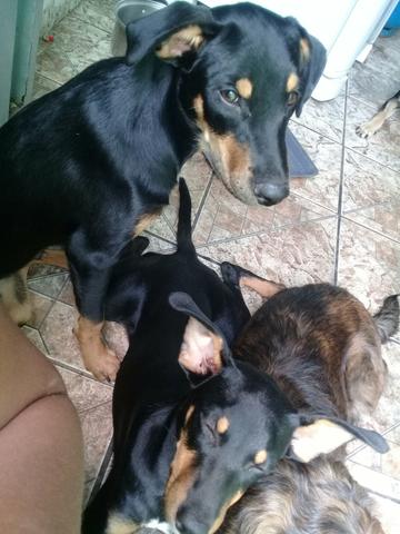 Estou doando - Foto 5
