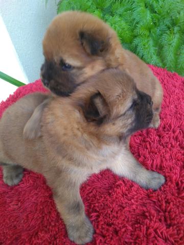 Cachorros Chow Chow - Foto 4