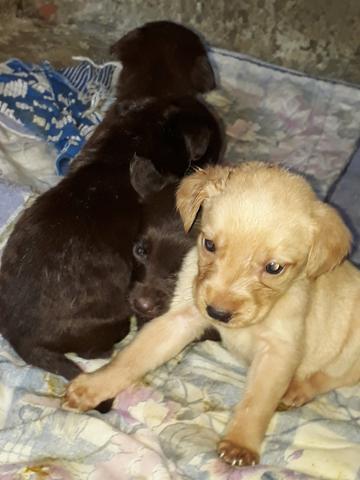 Labradores puro só * - Foto 2