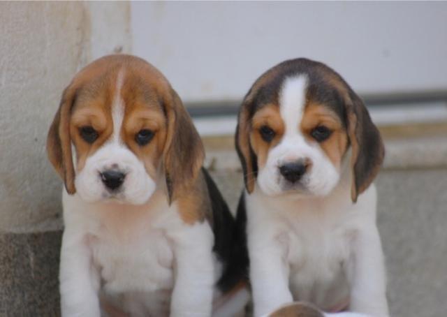 Beagle Meninas