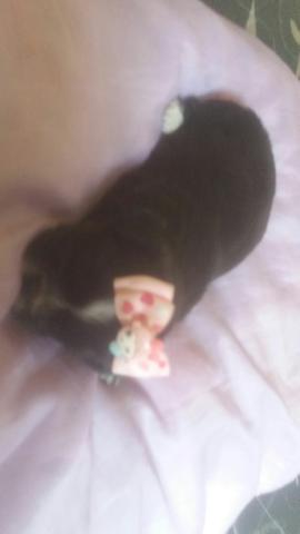 Venda de cachorro filhote com a primeira doze de vermifugo - Foto 5