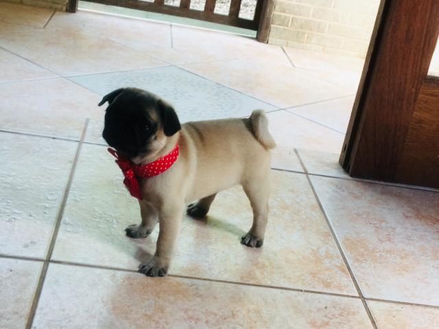 Pug com pedigree CBKC e microchip - Foto 2