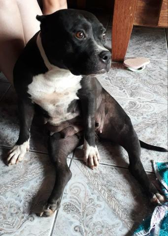 American bully - Foto 2